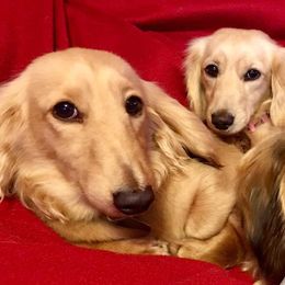 Dachshunds from Calcote’s Dachshunds
