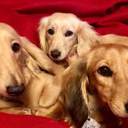 Dachshunds from Calcote’s Dachshunds