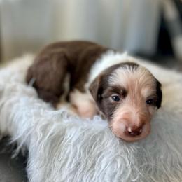 Penne - White and red female Bordoodle puppy in Valley Center, California from Circle R Valley Bordoodls