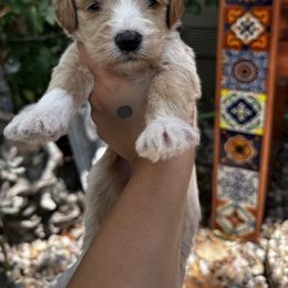 Boy 2 black collar - Apricot male Goldendoodle puppy in Schertz, Texas from Kat's Teddydoodles