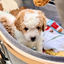 Cavapoo Puppies from Patriot Pups Cavapoos