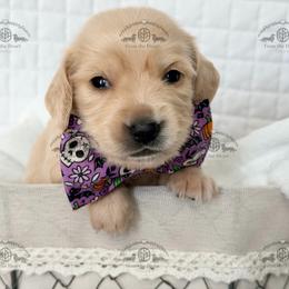 Mr. Brown-3400 - Cream male Dachshund puppy in Sparr, Florida from From the Heart Doxies
