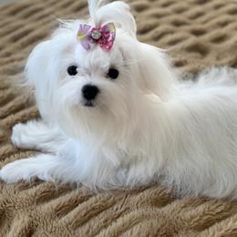 Maltese and Shih Tzu Puppies from Carisma Maltese