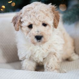 Maltipoo, Shichon, and Shihpoo Puppies from Timbercreek Puppies