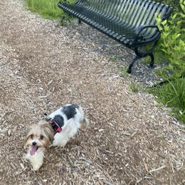 Shih Tzu and Yorkshire Terrier All Grown Up from Empire Yorkies