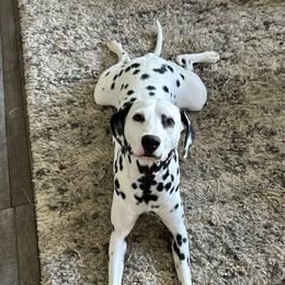 Rey - Dalmatian