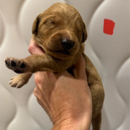 Red Collar - Dark golden male Golden Retriever puppy in Turtlepoint, Pennsylvania from Allegheny River Retrievers