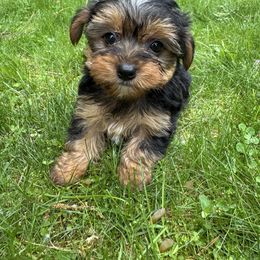 Yorkie boy 1 - Black and tan male Yorkshire Terrier puppy in Massachusetts from Happy Tail Yorkies and Maltese
