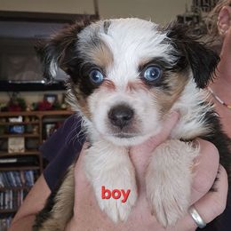Minimal merle male - Blue merle Miniature Australian Shepherd puppy in Burnsville, North Carolina from Grassy Woods Farm Dogs