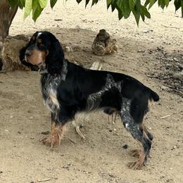 Shadow - English Springer Spaniel