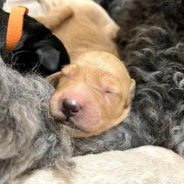 Goldendoodle and Poodle Puppies from SnickerDoodlePups