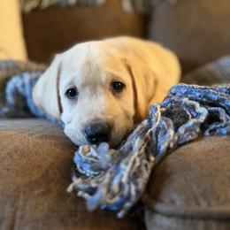 Fletcher - Yellow male Labrador Retriever puppy in Sweet Home, Oregon from Knotty Creek Labradors