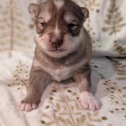 Cadbury - Red and white male Siberian Husky puppy in Coshocton, Ohio from Wyant Farms