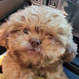 Shih Tzus from Sassy Shih Tzu