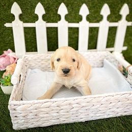 Goldendoodle Puppies from Peachy Doodles