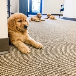Golden Retriever Puppies from Salty Goldens