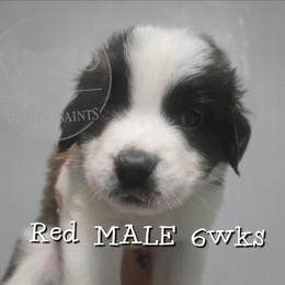 Red collar - Mahogany and white male Saint Bernard puppy in Seymour, Wisconsin from Wisco Family Saints