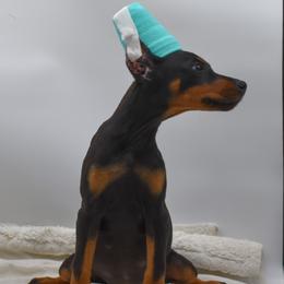 Green collar female - Black and rust female Doberman Pinscher puppy in Lafayette, Louisiana from Indah Lux Dobermans