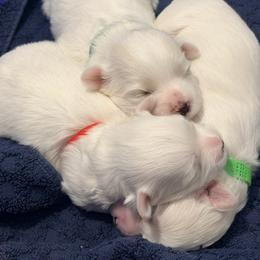 Maltese Puppies from Max & Pearl The Ocala Maltese Family