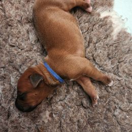 Blue - Red wheaten male Rhodesian Ridgeback puppy in Vail, Arizona from Malibak Rhodesians