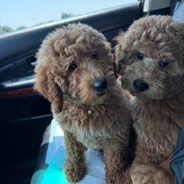 Bernedoodle, Cavapoo, Goldendoodle, Miniature Schnauzer, and Poodle Puppies from Alyssa Xxweetdoodles
