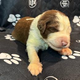 OAK - Brown and white male Sheepadoodle puppy in Riverside, California from Downtown Doodles & Frenchies