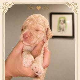 Lysandra - Cream female Goldendoodle puppy in Moreno Valley, California from Rainbow SoCal Doodles