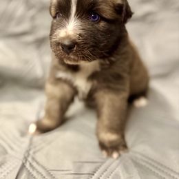 Tri female 1 - Black tri female Miniature Australian Shepherd puppy in Lemon Cove, California from Magic Ranch Mini Aussies