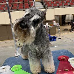 Ben - Miniature Schnauzer