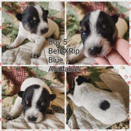Boy 5 - Blue male Australian Cattle Dog puppy in Bradford, Arkansas from Cedar Rock Heelers and Kelpies