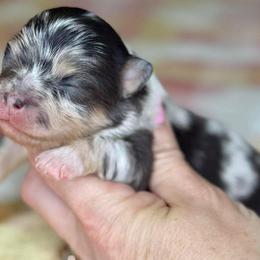 Betty - Blue merle female Pomeranian puppy in Willis, Texas from Treasured Jewels Pomeranians