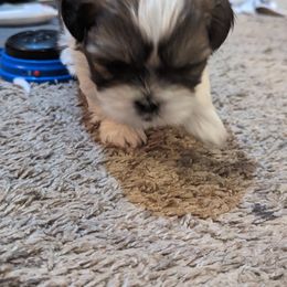 "Augie" Shih Tzu Puppies from We Shih Tzu Not!