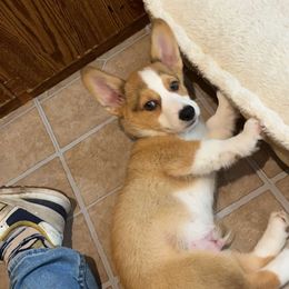 Pembroke Welsh Corgi Puppies from Loves Classic Corgis