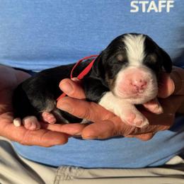 Zeus - Tri-color male Bernedoodle puppy in Ferguson, North Carolina from Elevated Standards NC