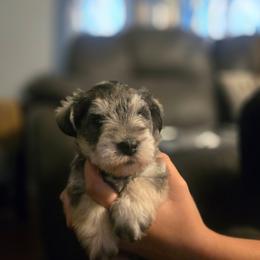 Mavie - Salt and pepper female Miniature Schnauzer puppy in Dozier, Alabama from The Bearded Lady Miniature Schnauzers