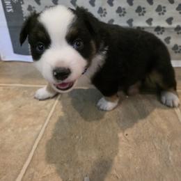 Miniature Australian Shepherd Puppies from Awesome Aussies