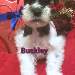 Miniature Schnauzer Puppies from Mountain View Schnauzers