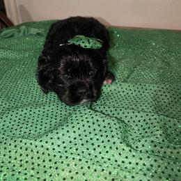 Prue - Black and white female Cocker Spaniel puppy in Hickory, North Carolina from Homegrown Spaniels