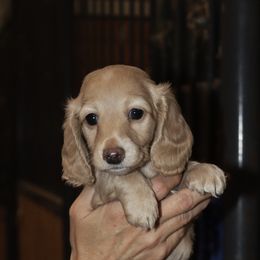 Dachshund Puppies from Boothe’s Dachshunds
