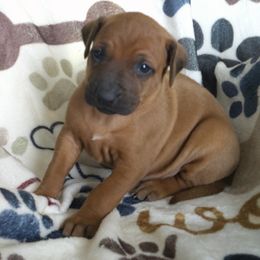 Charlie - Rd whtn blk nose female Rhodesian Ridgeback puppy in Carney, Oklahoma from River Run Parson Russell terriers & River Run Ridgebacks