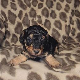 CALYPSO - Phantom female Poodle puppy in Palmdale, California from J Designer Puppies