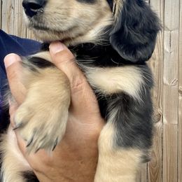 Dachshund Puppies from Island Farms Mimi’s Dachshunds Florida