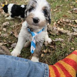Bernedoodle and Goldendoodle Puppies from Granton Creek