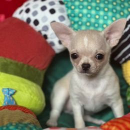 Faith - Cream female Chihuahua puppy in Allentown, Pennsylvania from Tsunami Cockers & Chihuahuas