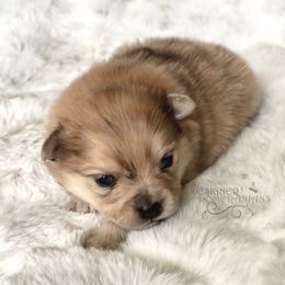 Pomeranian and Pomsky Puppies from Designer Pomeranians