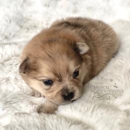 Pomeranian and Pomsky Puppies from Designer Pomeranians