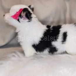 American Corgi, Cardigan Welsh Corgi, and Pembroke Welsh Corgi Puppies from Chloe's Colorful Corgis