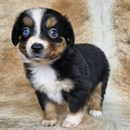 Corona - Black tri female Miniature Australian Shepherd puppy in Sw, Wisconsin from Driftless Australian Shepherds