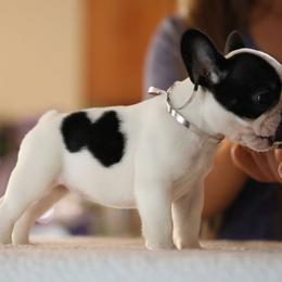 Silver Collar - White and brindle female French Bulldog puppy in Wichita, Kansas from Phantasticus French Bulldogs