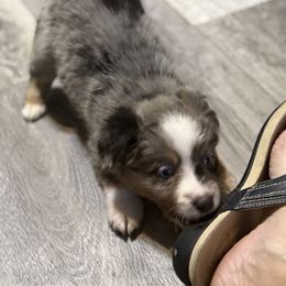 Miniature American Shepherd Puppies from Sonya Young